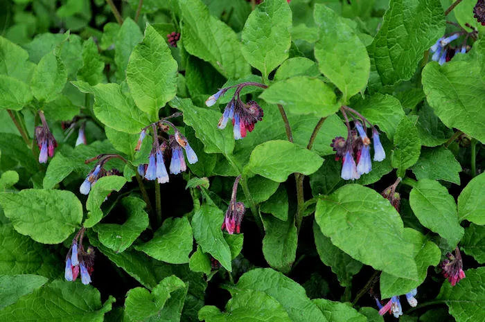 Smeerwortel (Symphytum grandiflorum 'Hitcote') - Tuinplanten