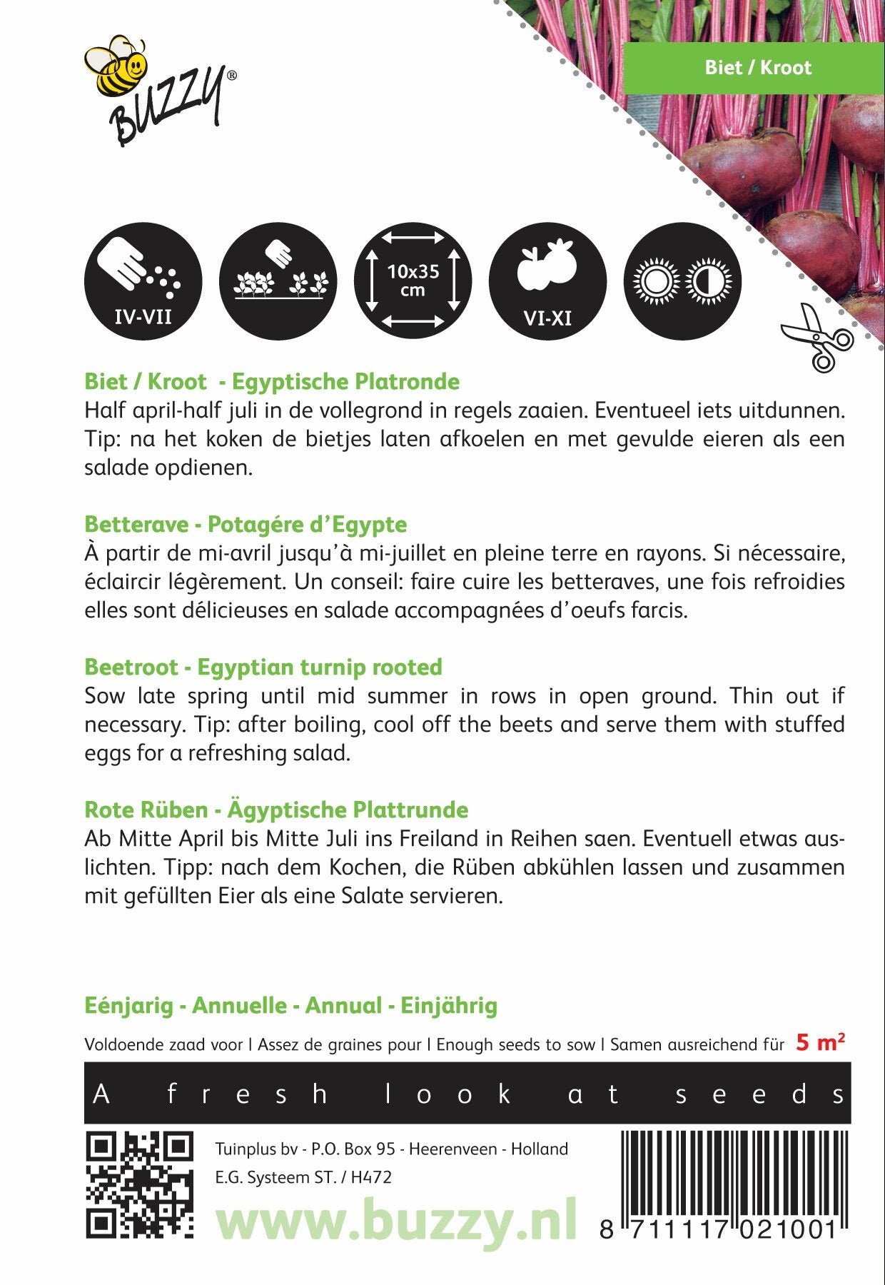 Biet / Kroot Egyptische Platronde - Zaden