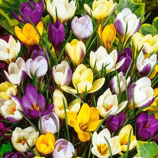 Crocus Botanisch, Mix - 60 stuks - Bloembollen