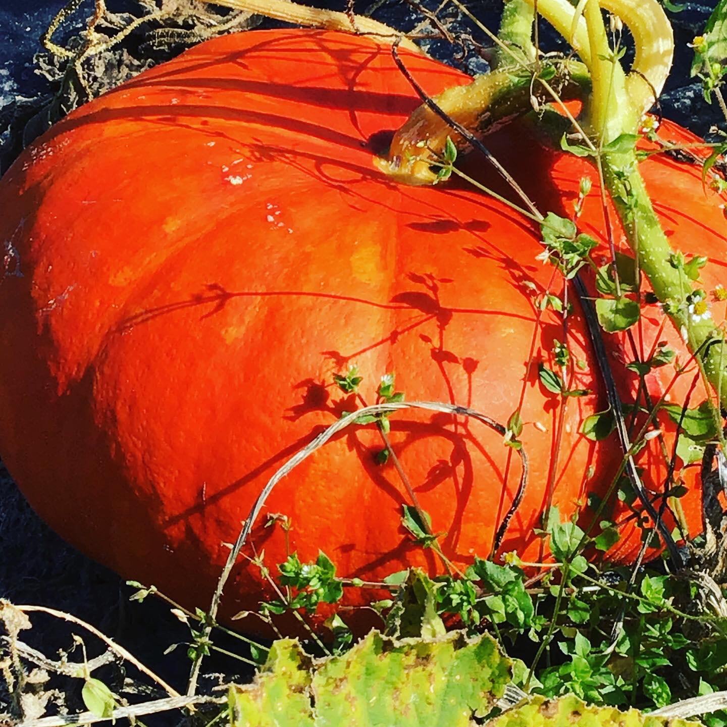 Pompoen Rode van Etampes (BIO) - Zaden