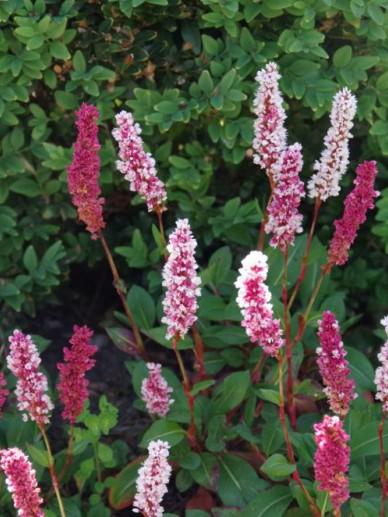 Adderwortel (Persicaria bistorta 'Darjeeling Red') - Tuinplanten