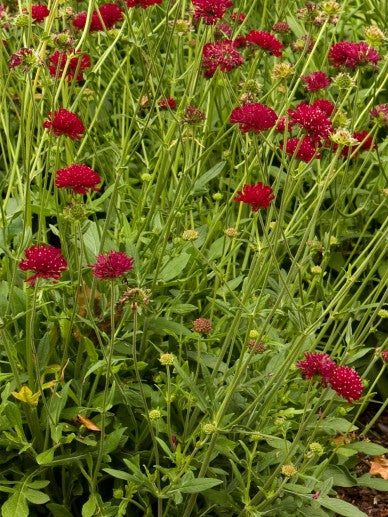 Beemdkroon (Knautia macedonica) - Tuinplanten