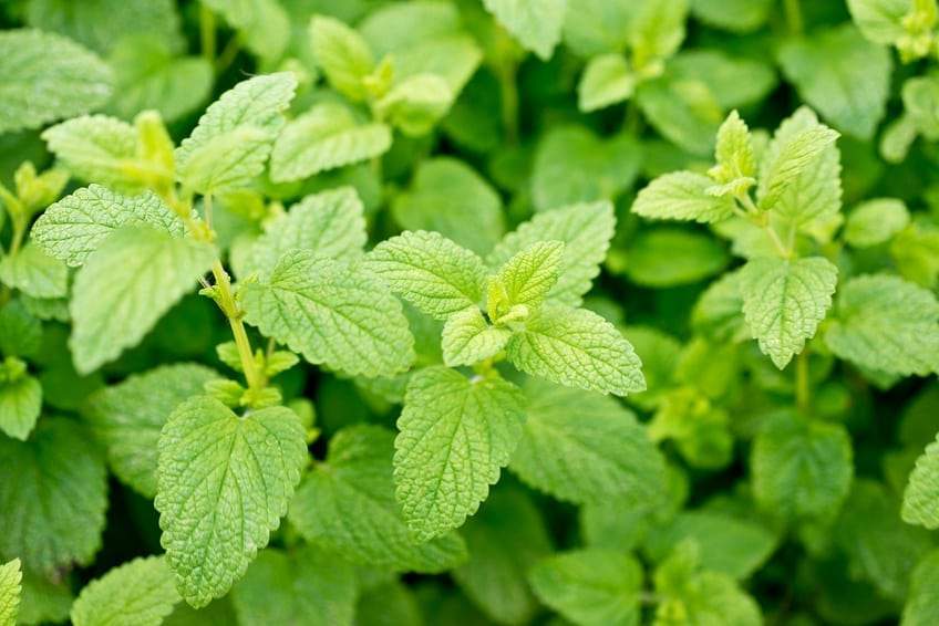 Citroenmelisse (Melissa officinalis) - Tuinplanten