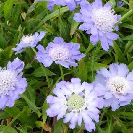 Duifkruid (Scabiosa caucasica 'Perfecta') - Tuinplanten