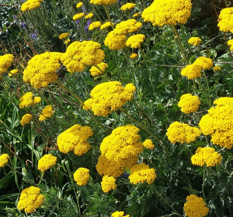 Duizendblad (Achillea filipendulina Cloth of Gold) - Tuinplanten