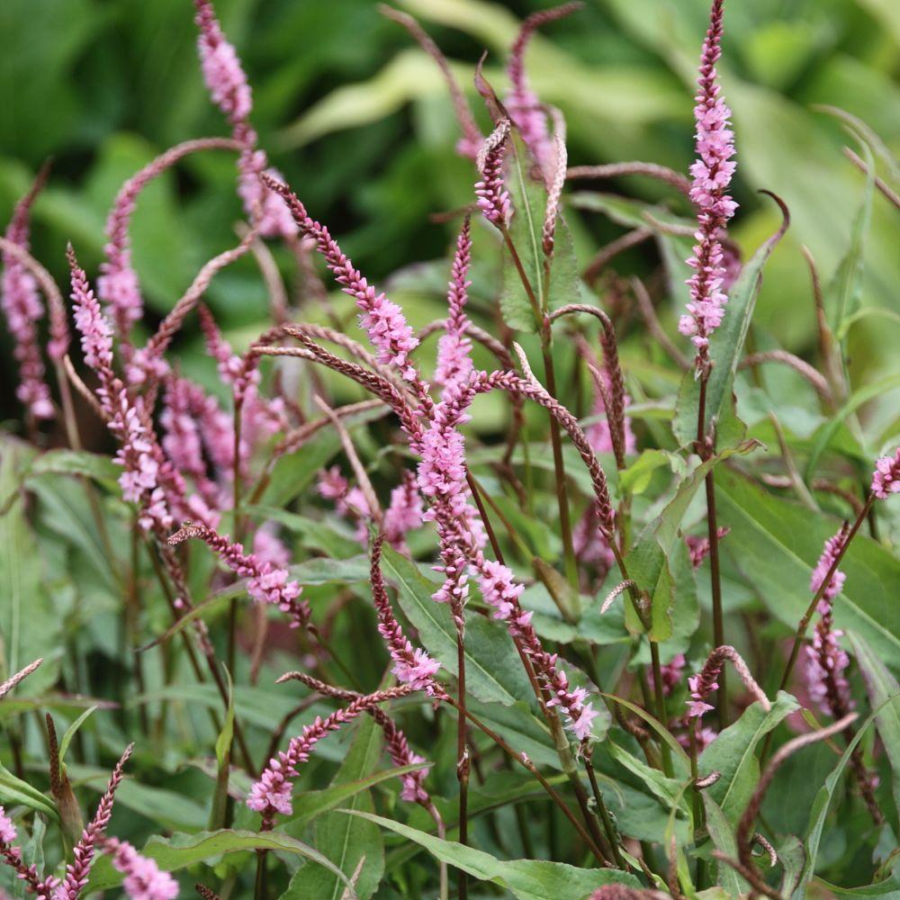 Duizendknoop (Persicaria ampl Pink Elephant) - Tuinplanten