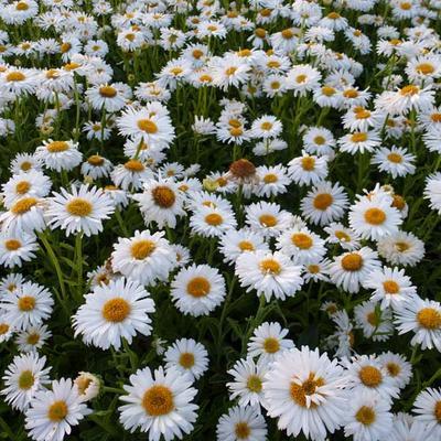 Dwerg aster (Aster alpinus 'Albus') - Tuinplanten