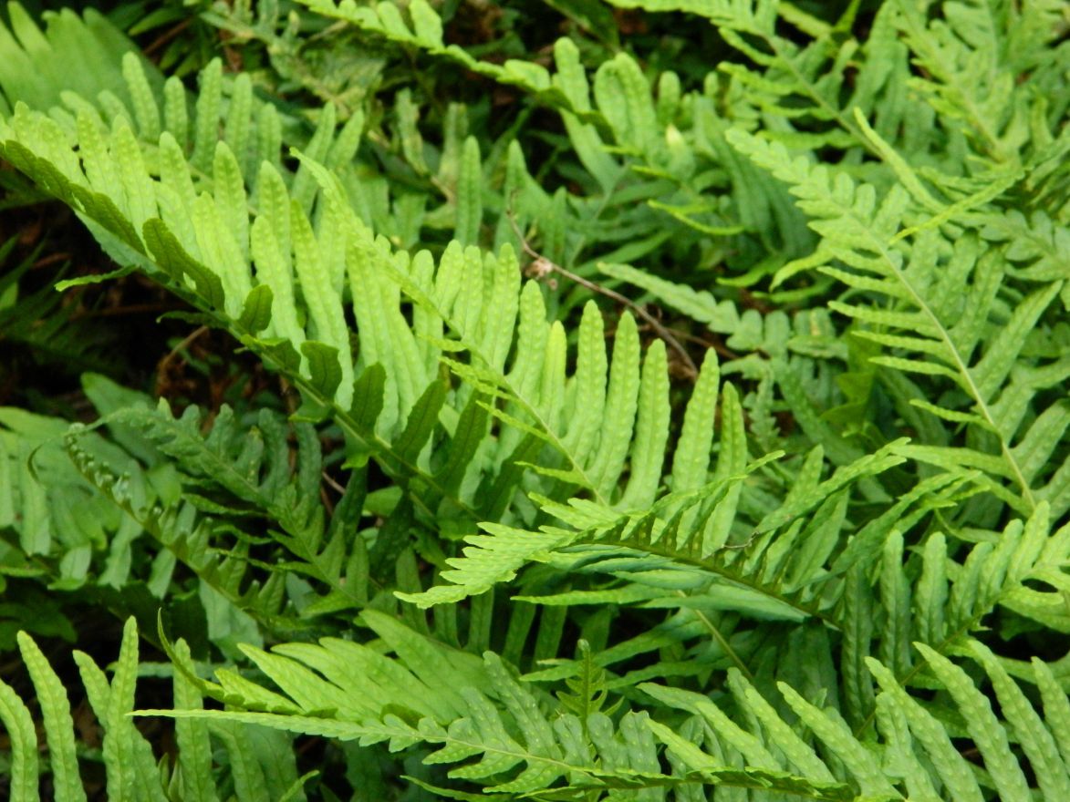 Eikvaren (Polypodium vulgare) - Tuinplanten