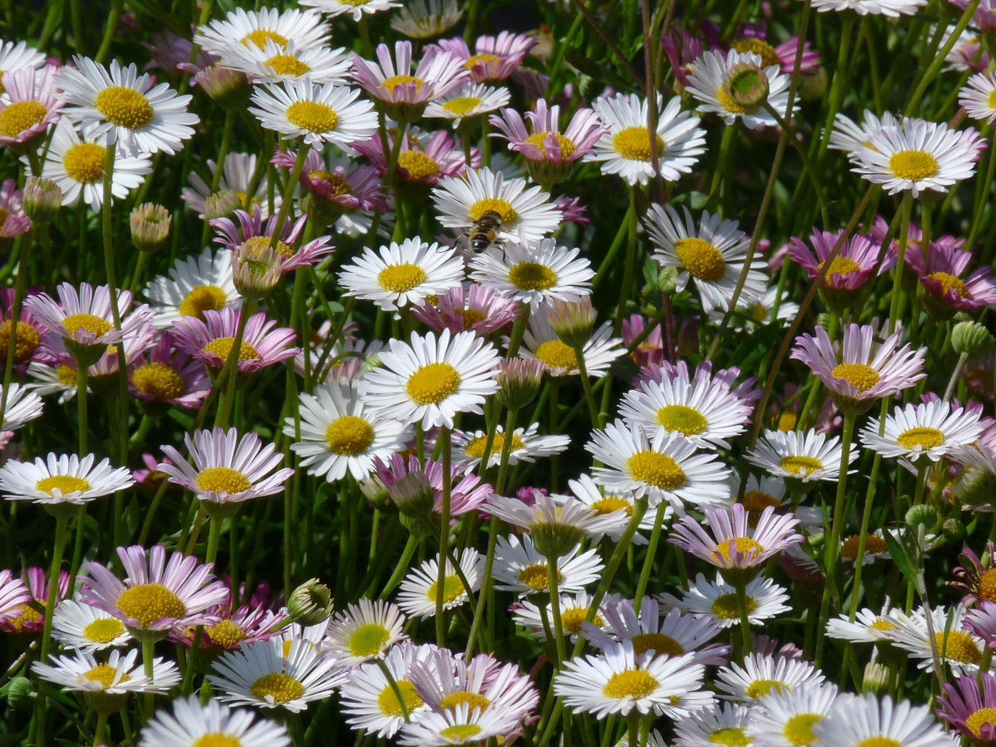 Fijnstraal (Erigeron karvinskianus) - Tuinplanten