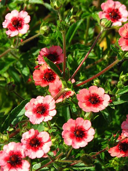 Ganzerik (Potentilla nepalensis 'Miss Willmott') - Tuinplanten