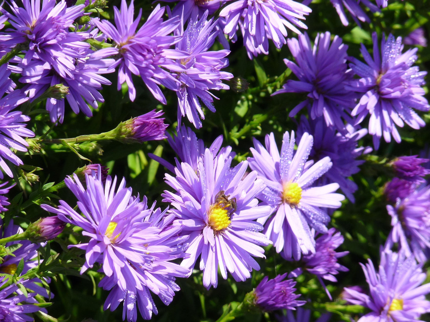 Herfstaster (Aster amellus ‘Rudolf Goethe’) - Tuinplanten