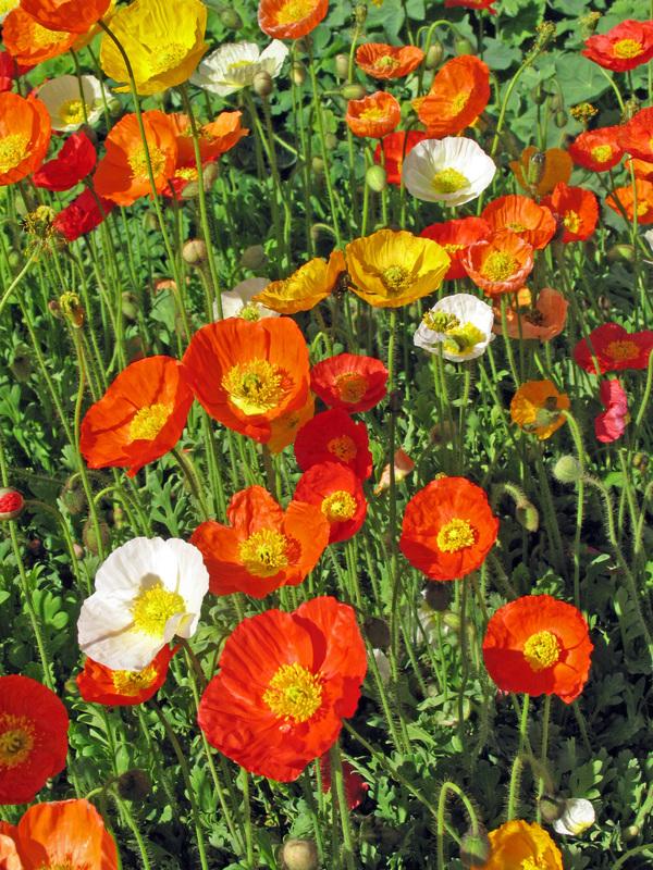 IJslandse papaver (Papaver nudicaule 'Gartenzwerg') - Tuinplanten