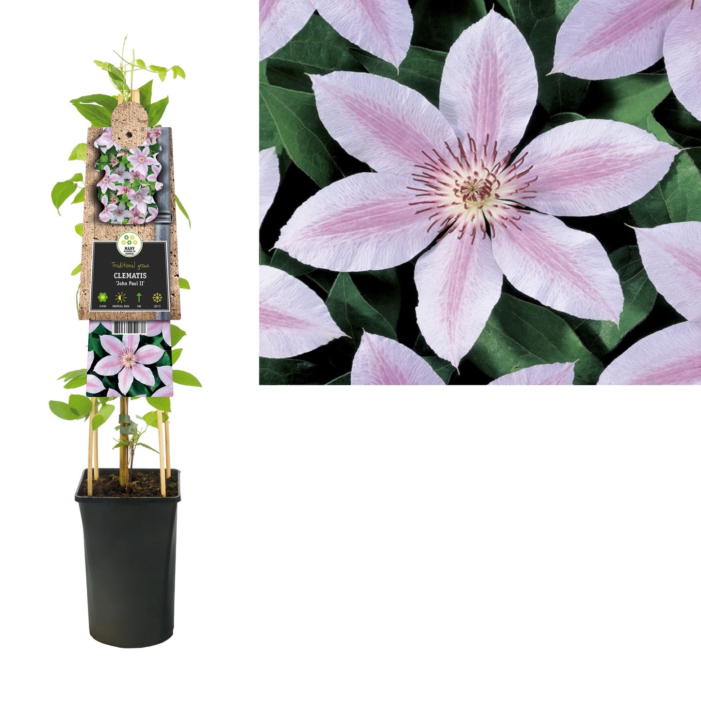 Klimplant Clematis John Paul II (Bosrank) - Klimplanten