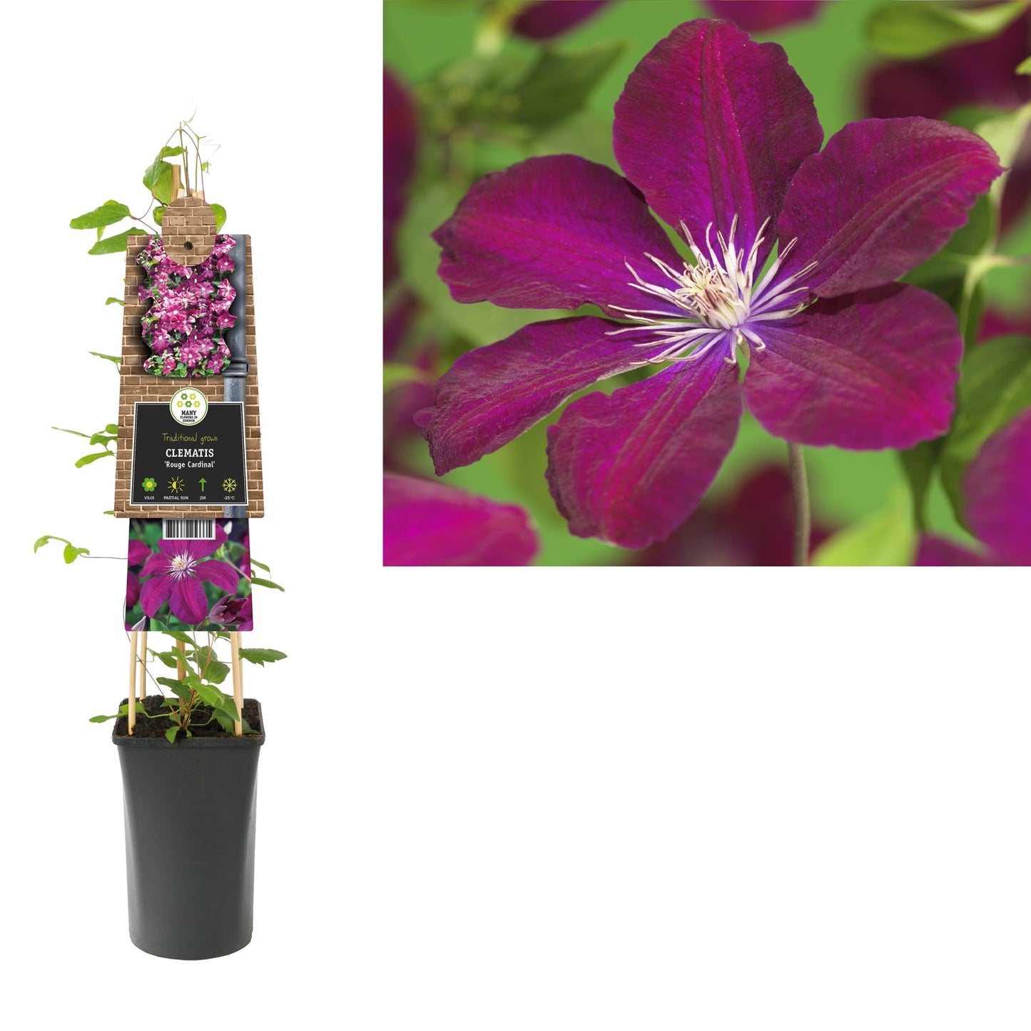 Klimplant Clematis Rouge Cardinal (Bosrank) - Klimplanten