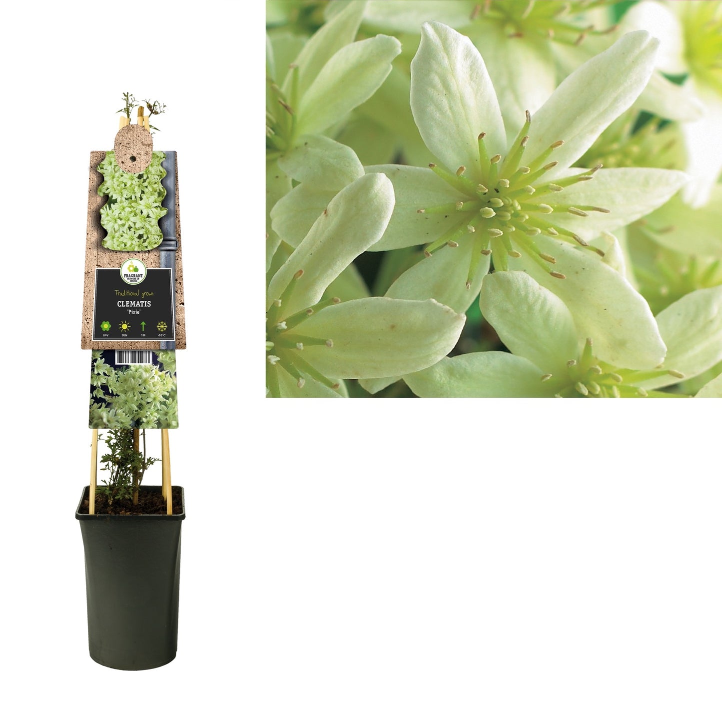 Groenblijvende Klimplant Clematis Pixie (Bosrank) - Klimplanten