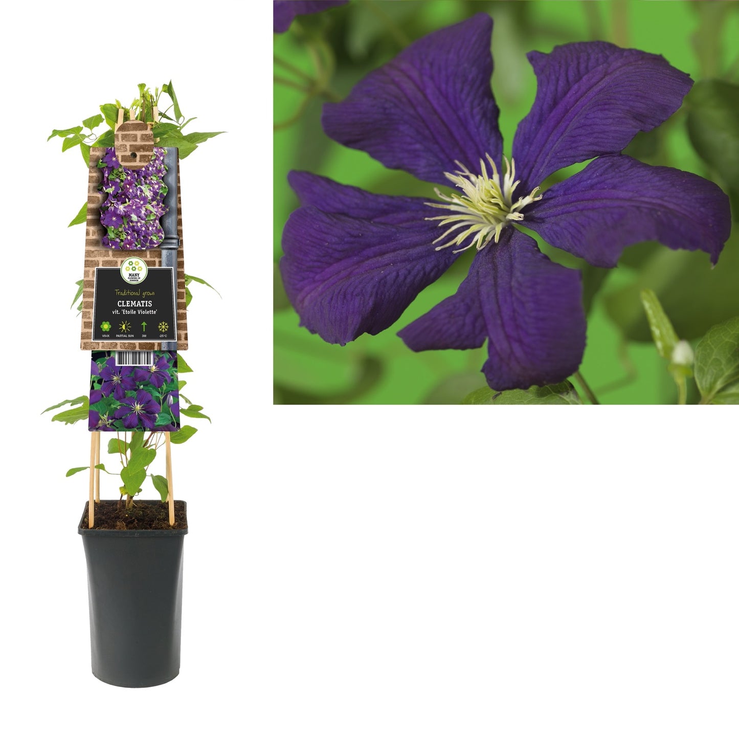 Klimplant Clematis vit. Etoile Violette (Bosrank) - Klimplanten