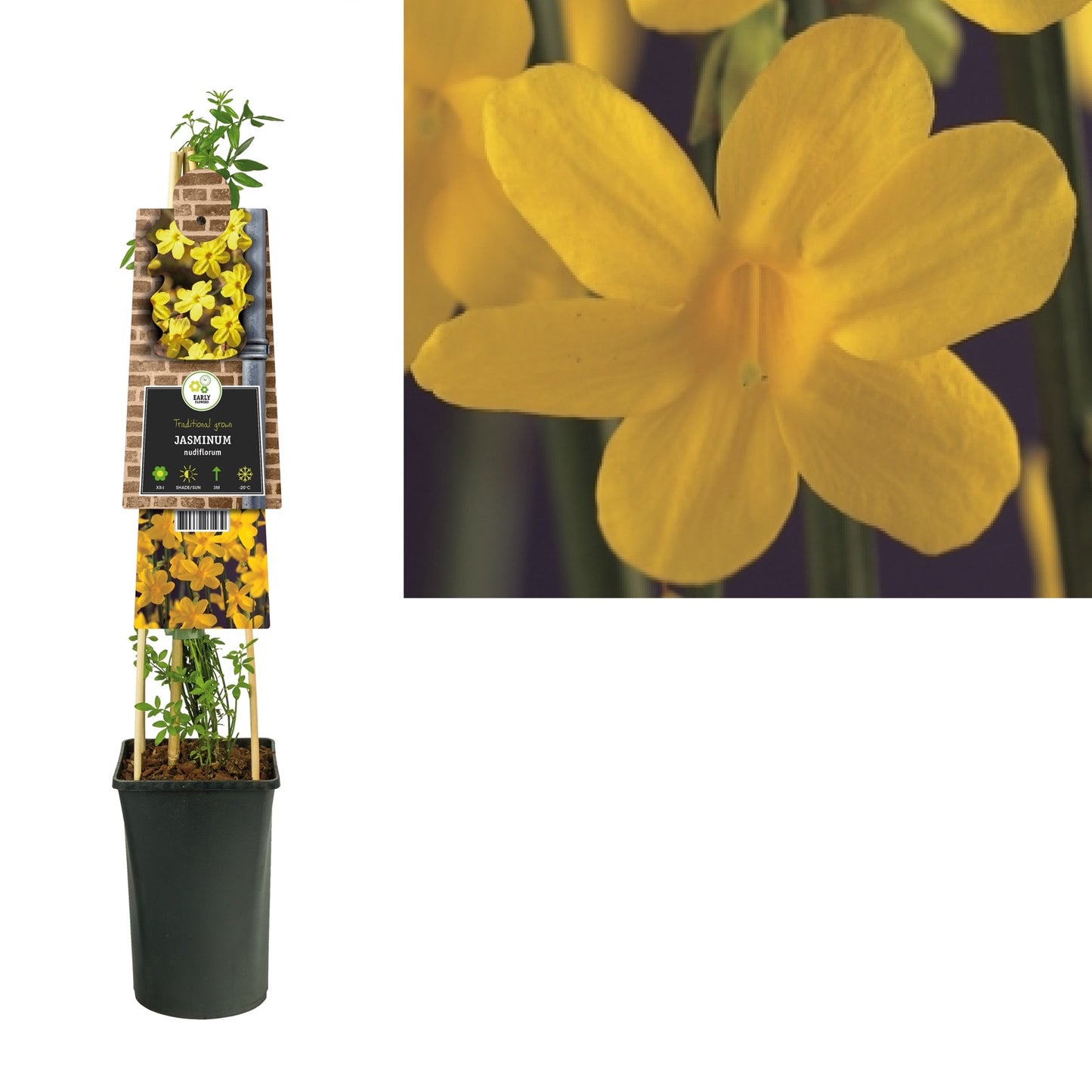 Klimplant Jasminum nudiflorum (winterjasmijn) - Klimplanten