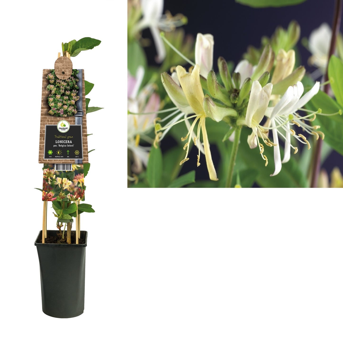 Klimplant Lonicera per. Belgica Select (kamperfoelie) - Klimplanten