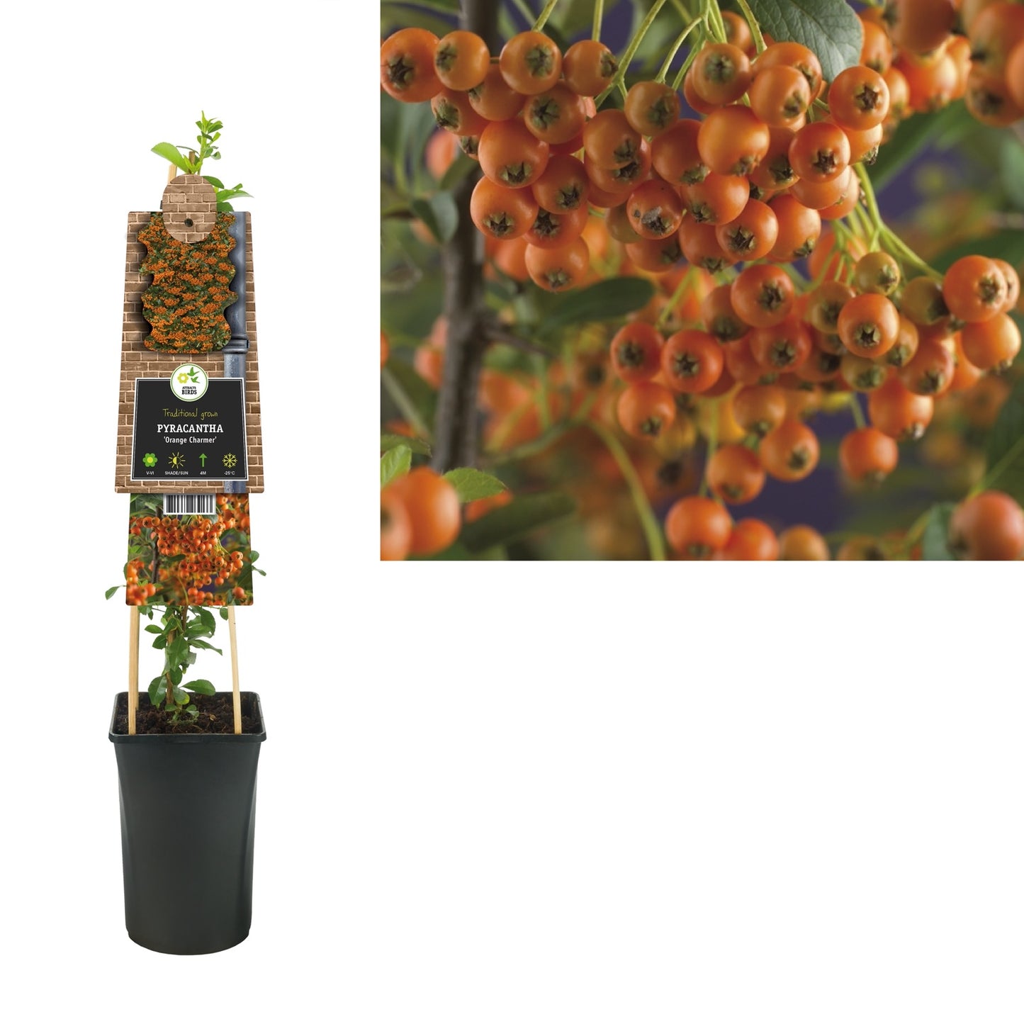 Klimplant Pyracantha Orange Charmer (vuurdoorn) - Klimplanten