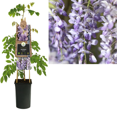 Klimplant Wisteria sinensis (blauwe regen)