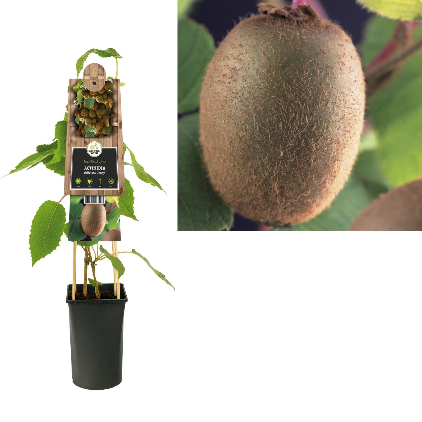 Klimplant Actinidiadeliciosa Jenny (kiwi) - Klimplanten