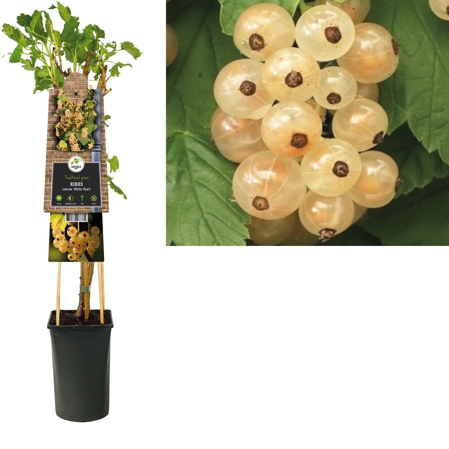 Klimplant Ribes rubrum White Pearl (witte aalbes) - Klimplanten
