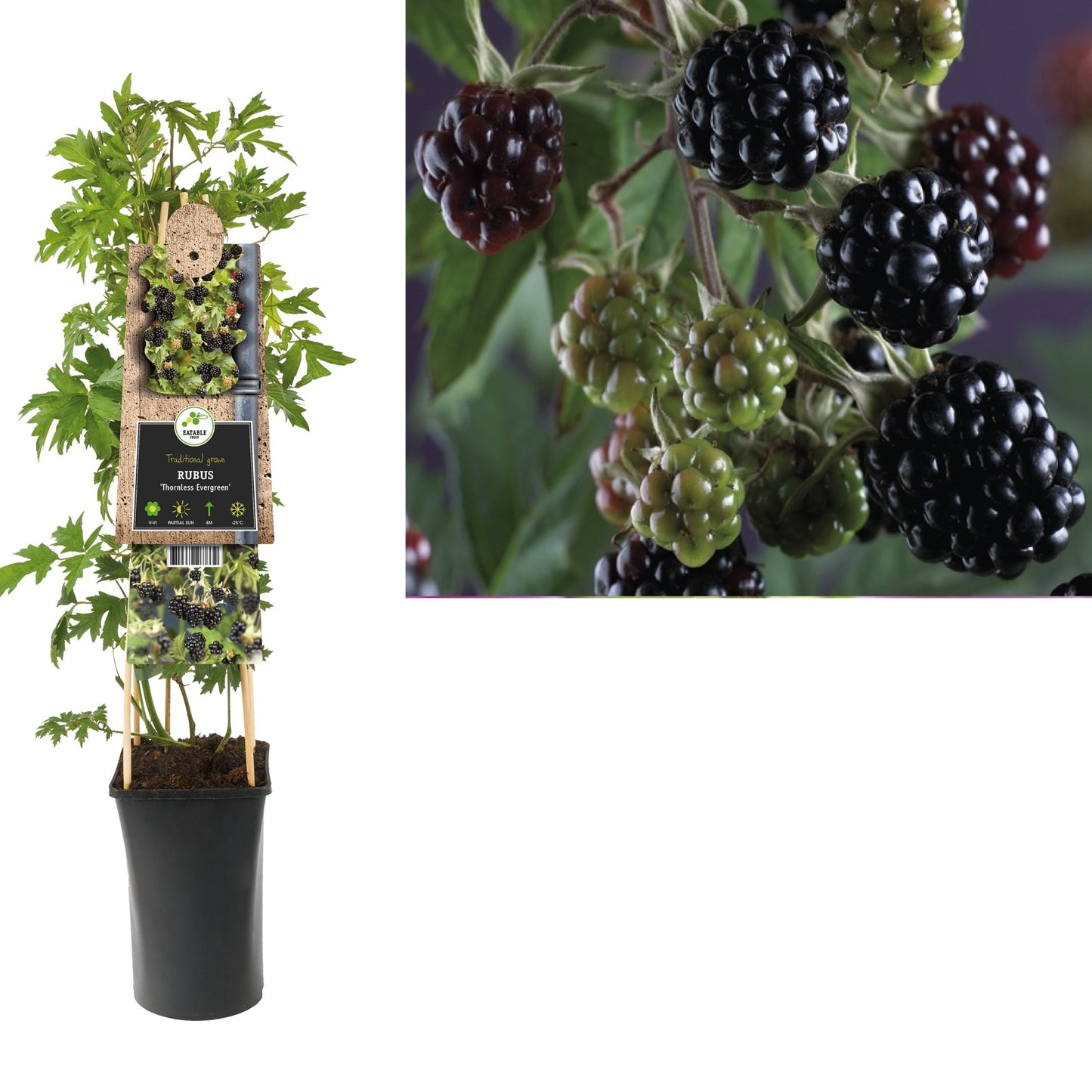 Klimplant Rubus Thornless Evergreen (doornloze braam) - Klimplanten