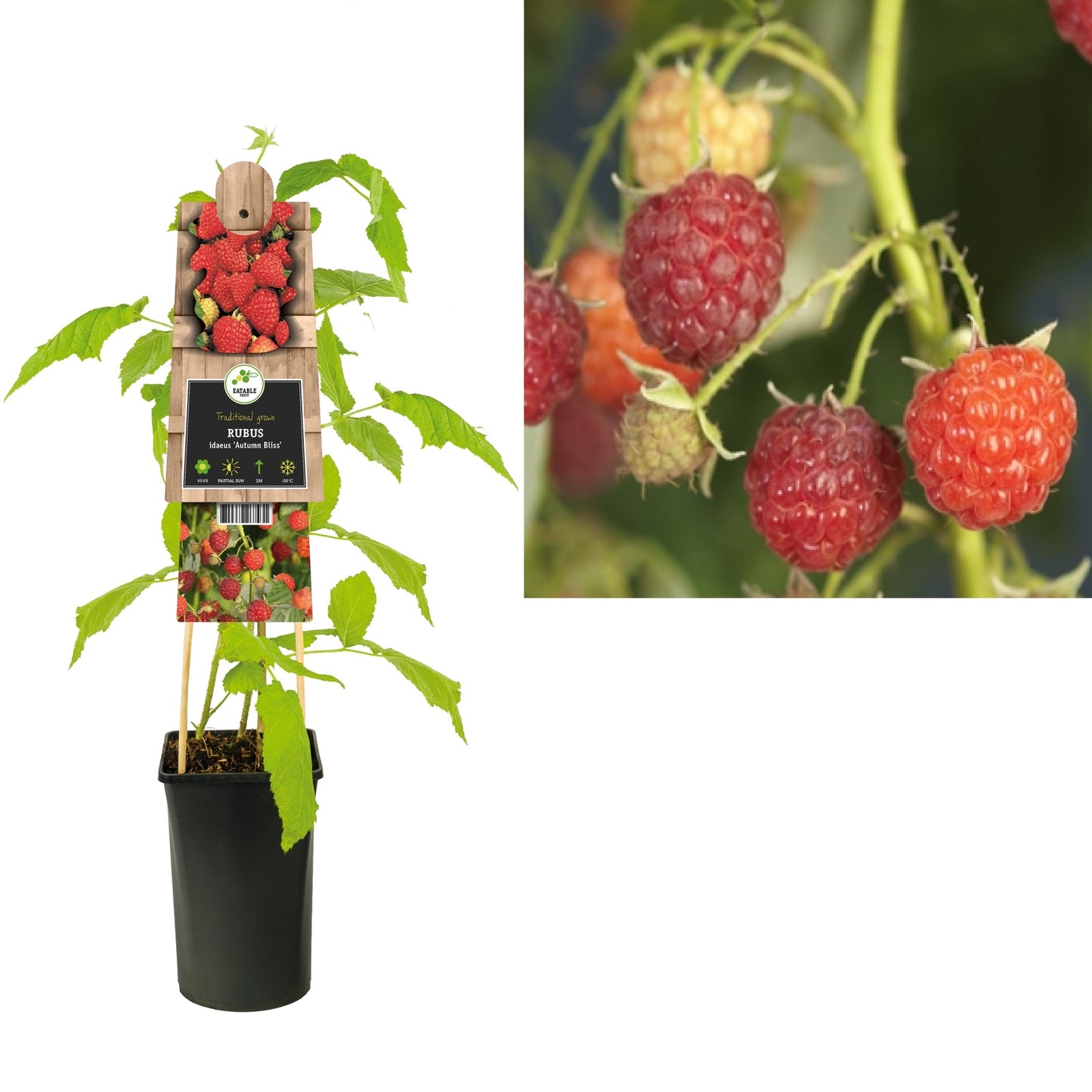 Klimplant Rubus idaeus Autumn Bliss (framboos) - Klimplanten