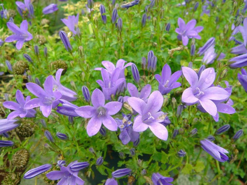 Kruipend klokje (Campanula portenschlagiana) - Tuinplanten