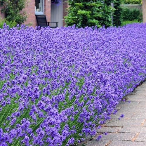 Lavendel (Lavandula angustifolia 'Hidcote') - Tuinplanten