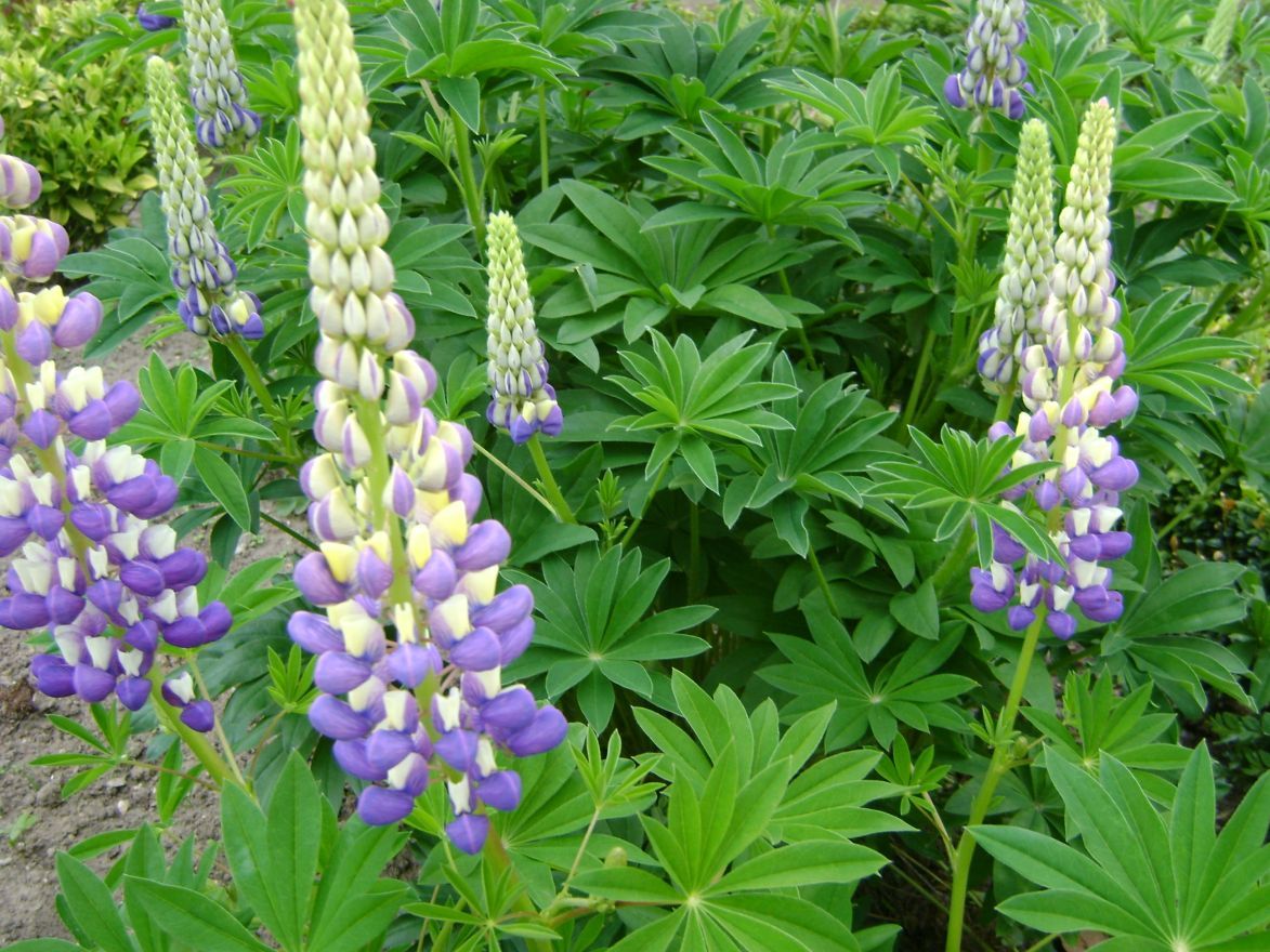 Lupine (Lupinus 'The Governor') - Tuinplanten