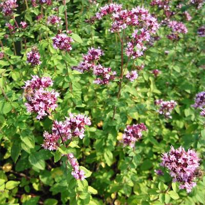 Marjolein (Origanum vulgare) - Tuinplanten
