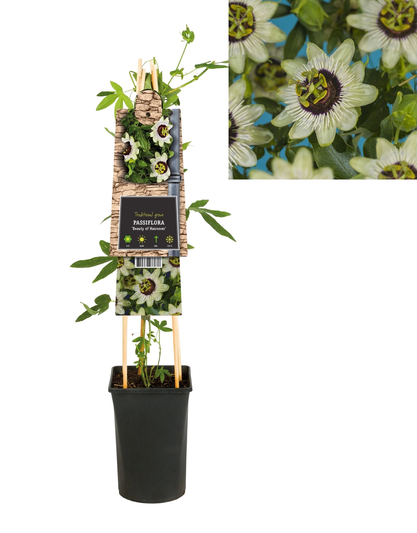 Klimplant Passiflora Beauty of Hannover (passiebloem) - Klimplanten