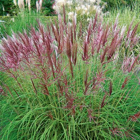 Prachtgriet (Miscanthus sinensis 'Red Chief') - Tuinplanten
