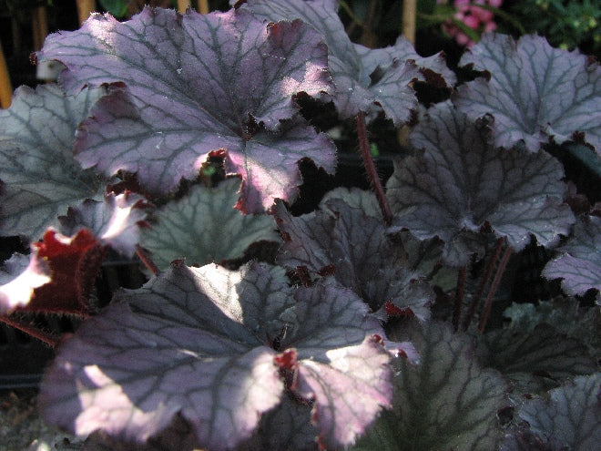 Heuchera black deals pearl