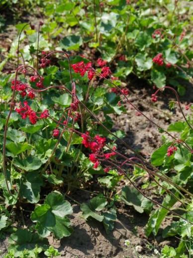 Purperklokje (Heuchera sanguinea 'Splendens') - Tuinplanten