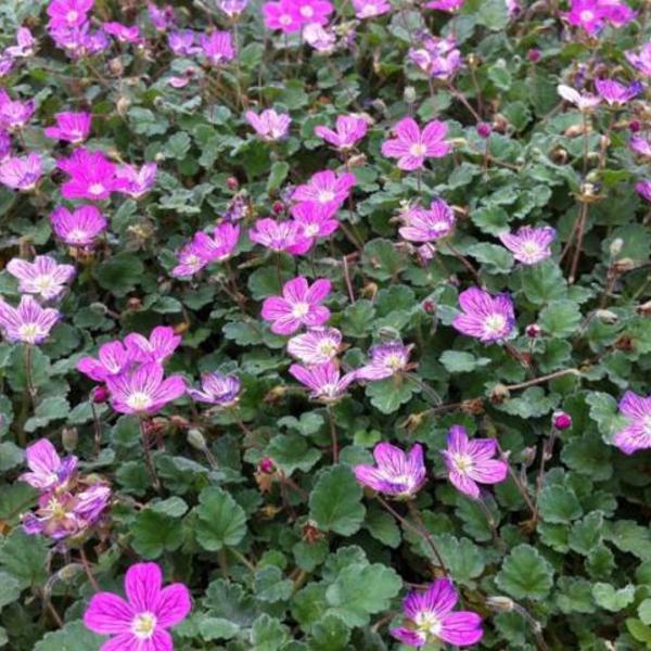 Reigersbek (Erodium reichardii 'Bischop's Form') - Tuinplanten