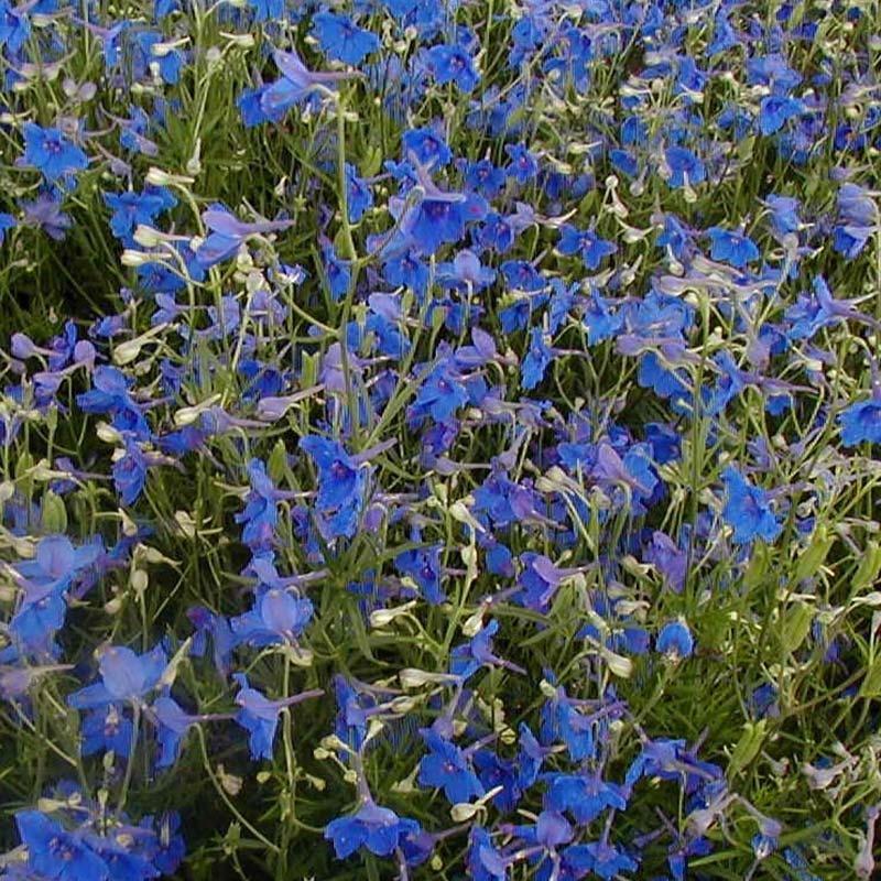 Ridderspoor (Delphinium grand. 'Butterfly') - Tuinplanten