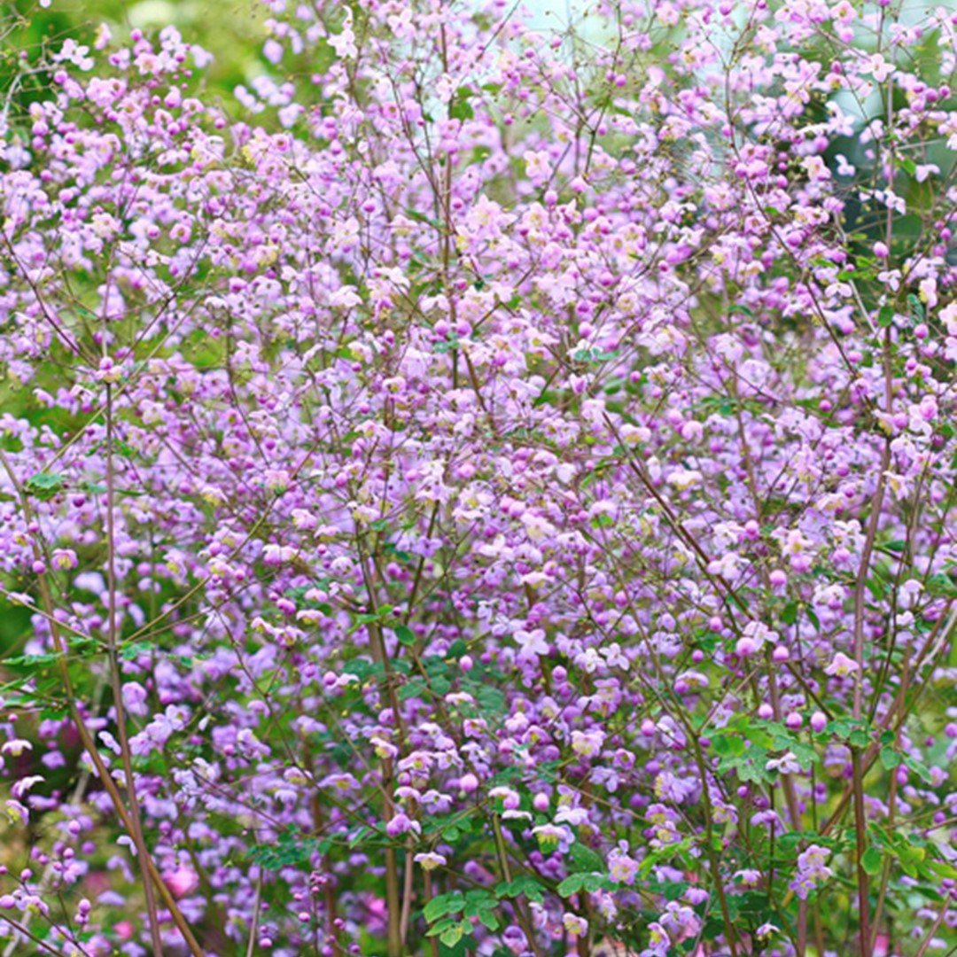 Ruit (Thalictrum delavayi) - Tuinplanten
