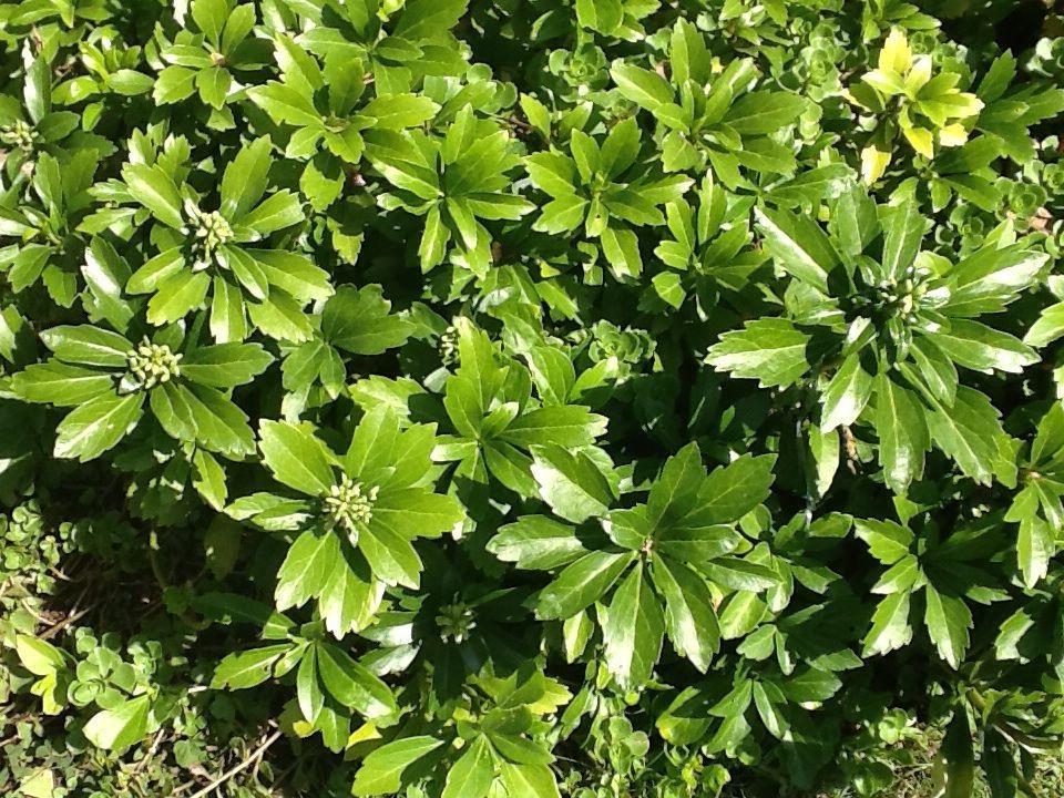 Schaduwkruid (Pachysandra terminalis) - Tuinplanten