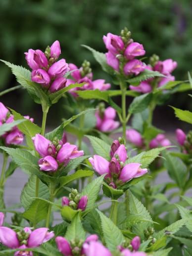 Schildpadbloem (Chelone obliqua) - Tuinplanten