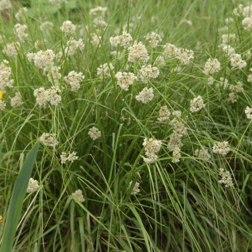 Veldbies (Luzula nivea) - Tuinplanten