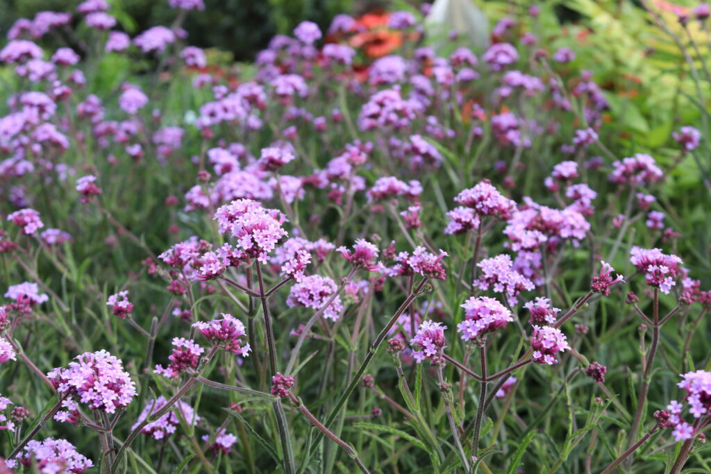 Ereprijs (Verbena bonariensis 'Lollypop') - Tuinplanten
