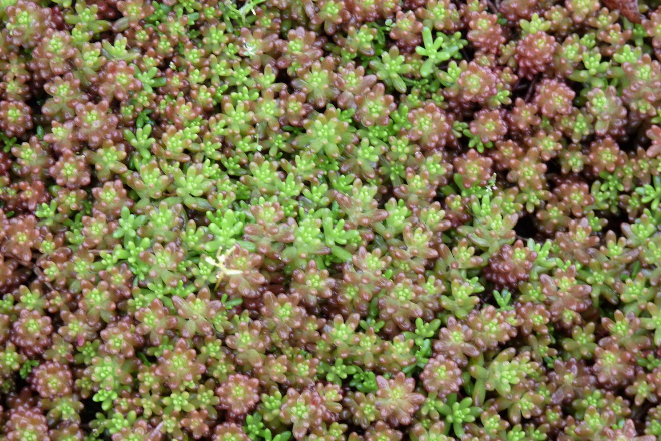 Vetkruid (Sedum album) - Tuinplanten