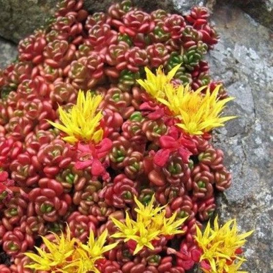 Vetkruid (Sedum oreganum) - Tuinplanten