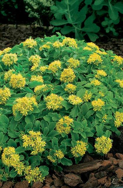 Vetkruid (Sedum selskianum) - Tuinplanten