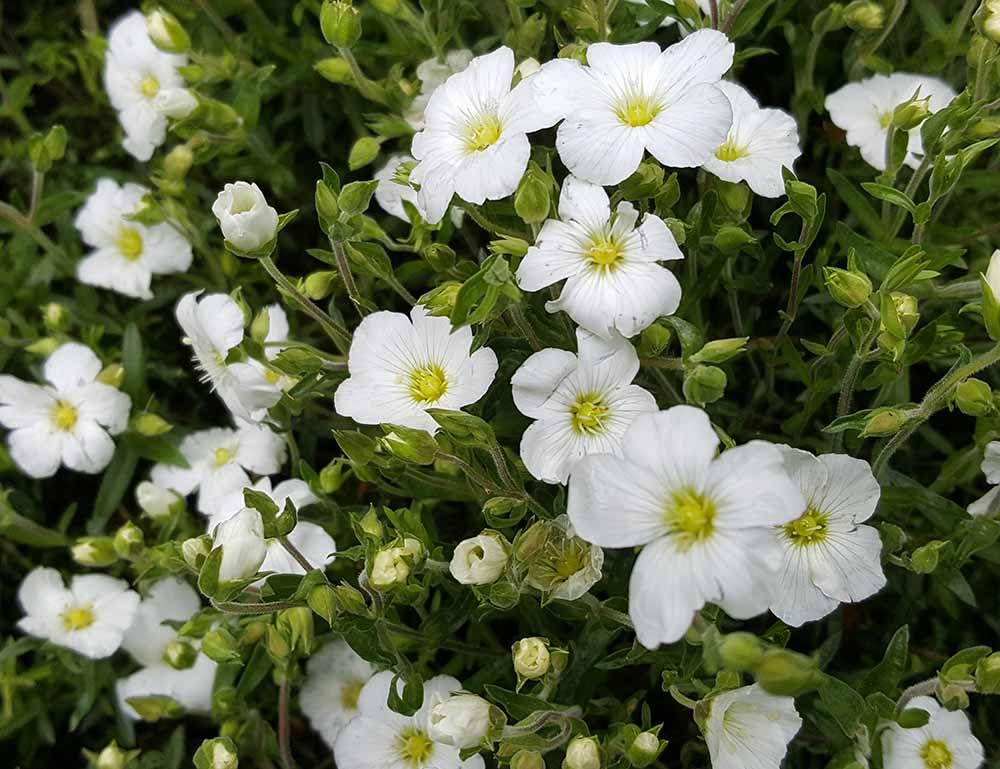 Zandkruid (Arenaria montana) - Tuinplanten