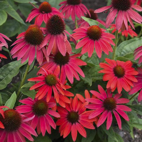 Zonnehoed (Echinacea 'Lokota Red') - Tuinplanten
