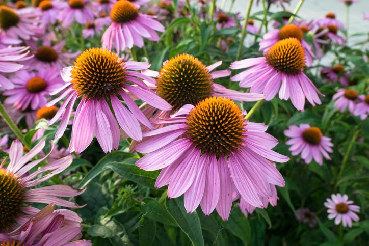 Zonnehoed (Echinacea purpurea) - Tuinplanten