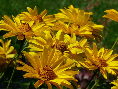 Zonneoog (Heliopsis helianthoides 'Summer Sun')